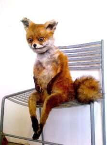 stoned fox sitting on chair meme