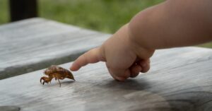 child touching cicada shell