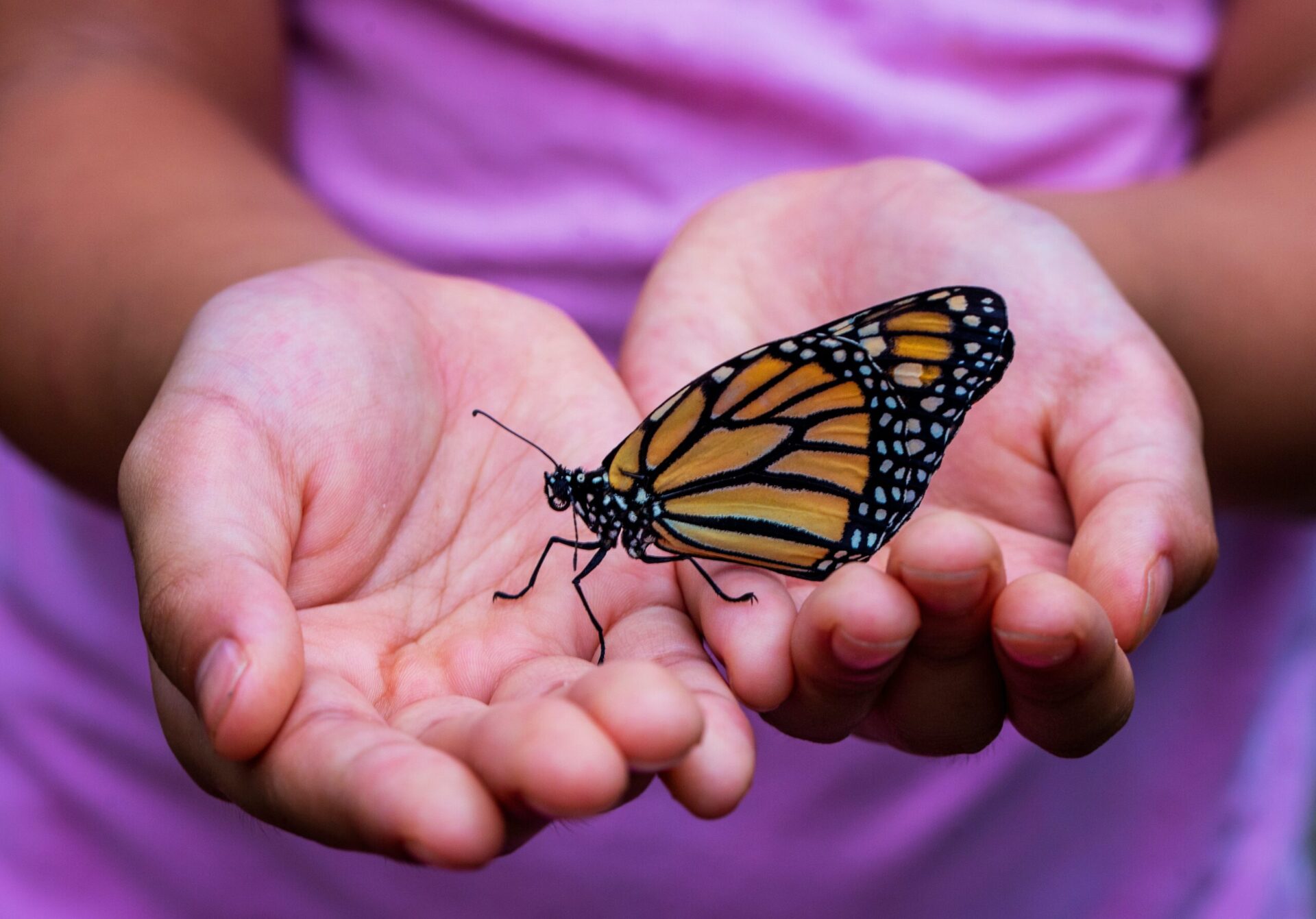 butterfly in child's hands